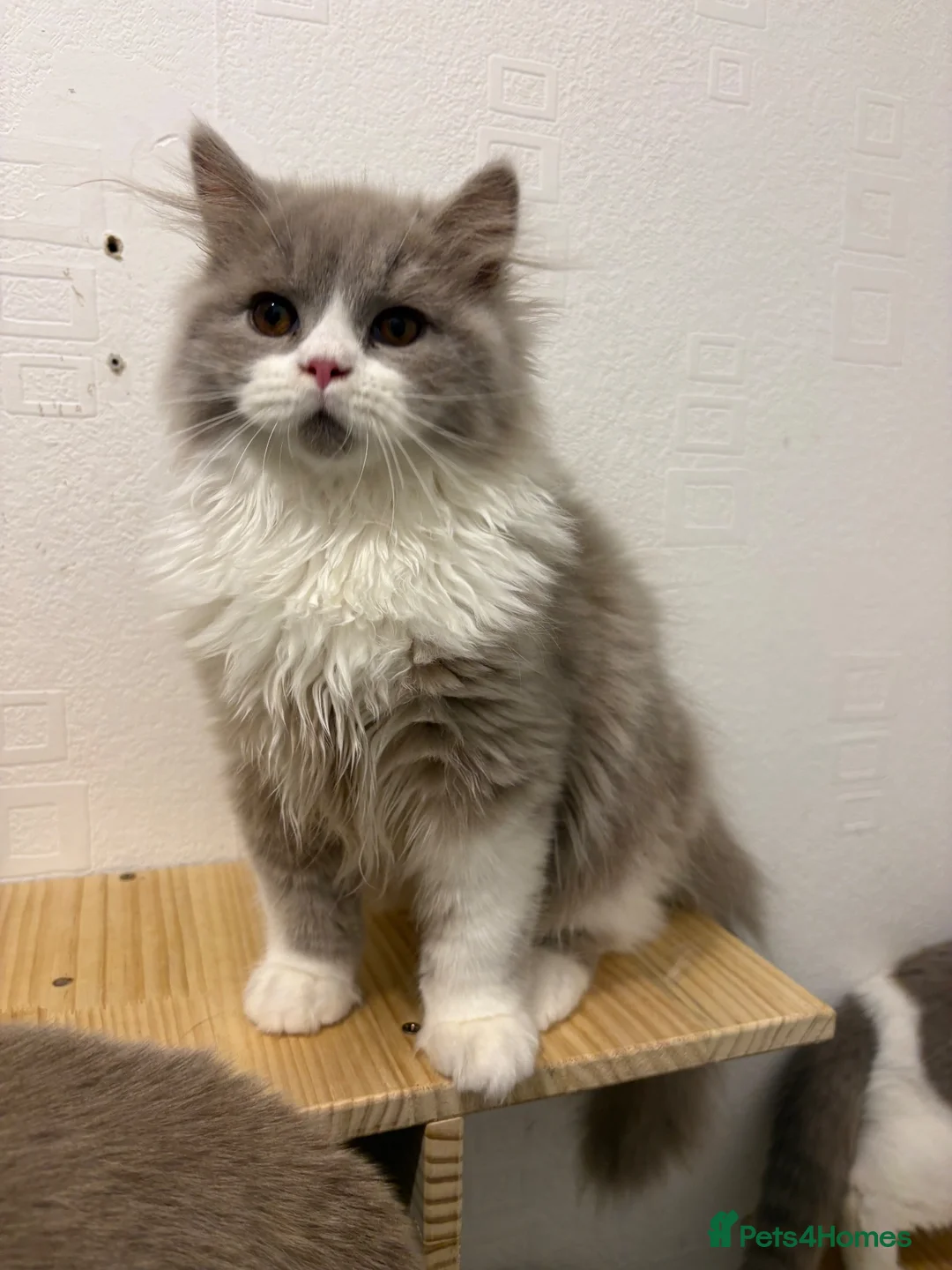 British Shorthair cats for sale: Ready now  GCCF BLH bi boy  - Advert 2