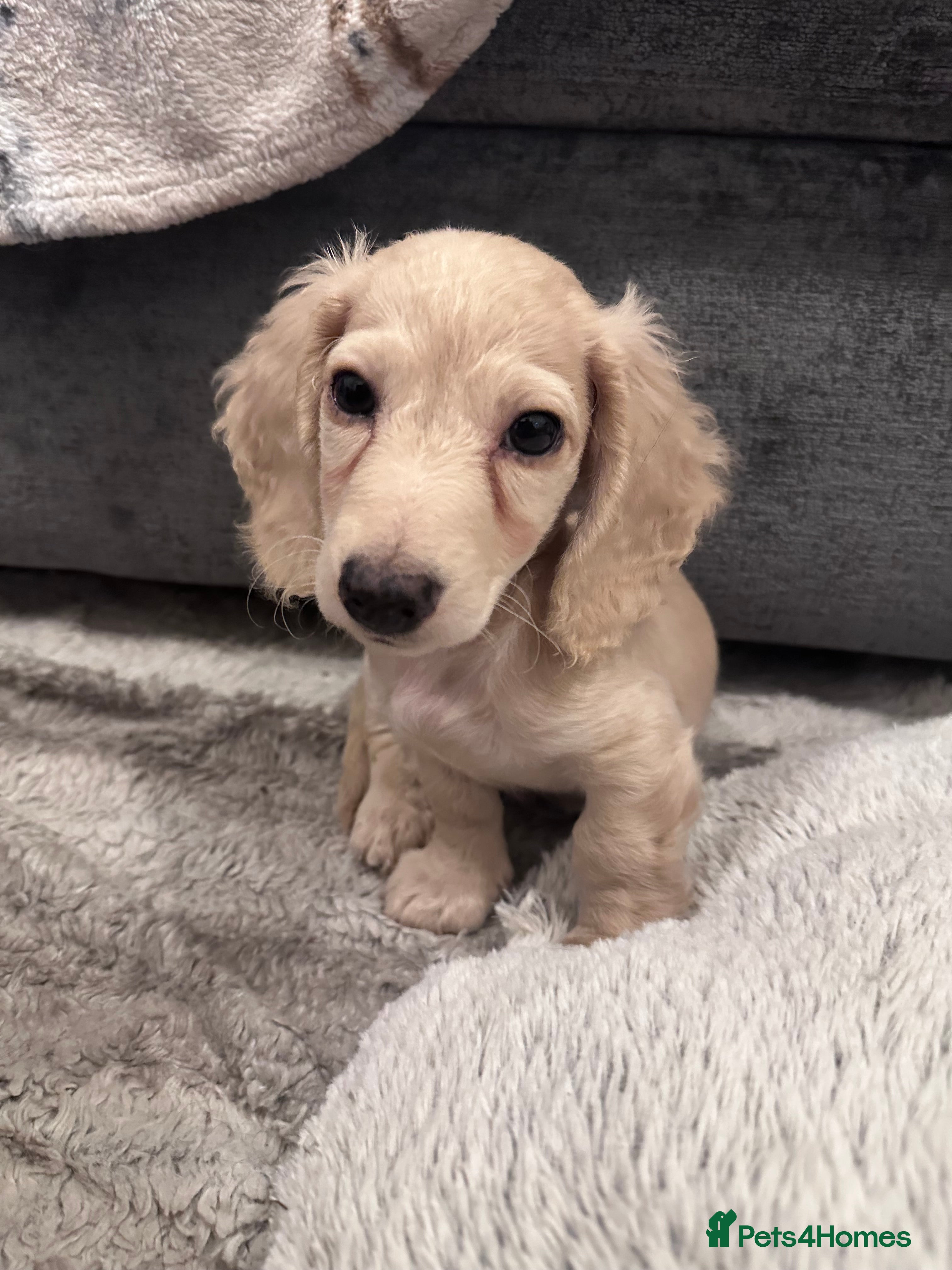 Miniature Dachshund Puppy 1