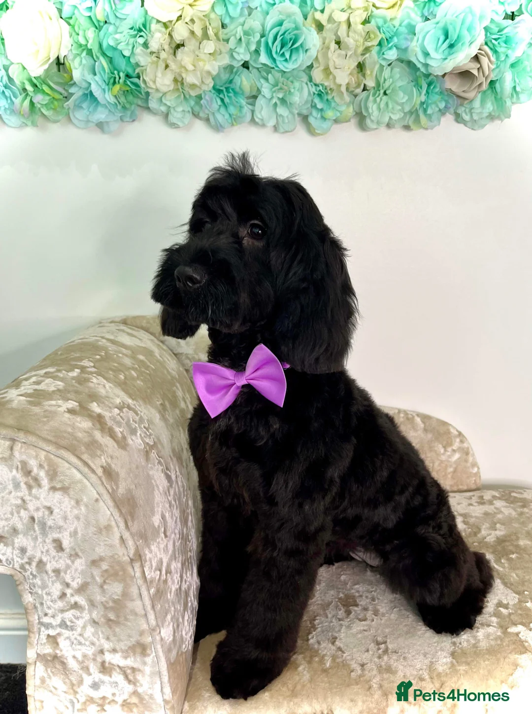 Mixed Breed dogs for sale: Gorgeous Litter of Puppies  - Advert 19