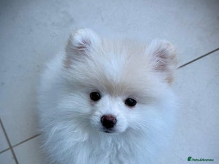 Pomeranian dogs Beautiful Pomeranian Puppy - Advert 2