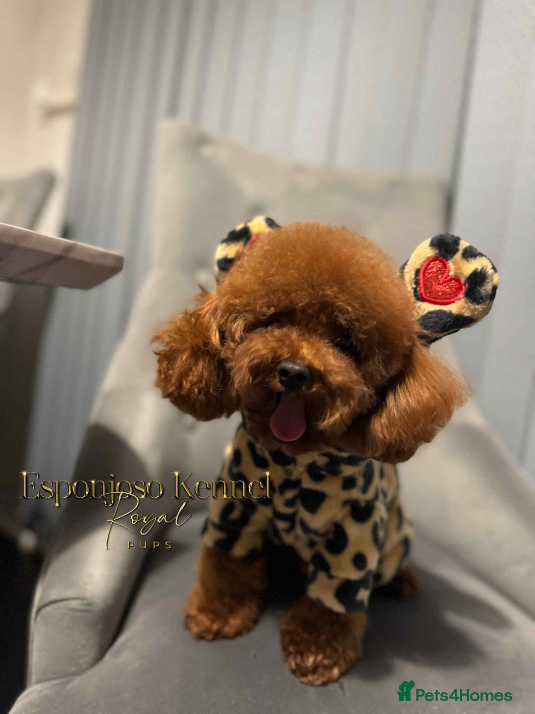 Maltipoo dogs for sale: F1 Tiny Maltipoo Puppies  - Advert 35