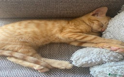 Mixed Breed cats for sale: Beautiful ginger boy kitten - Image 7