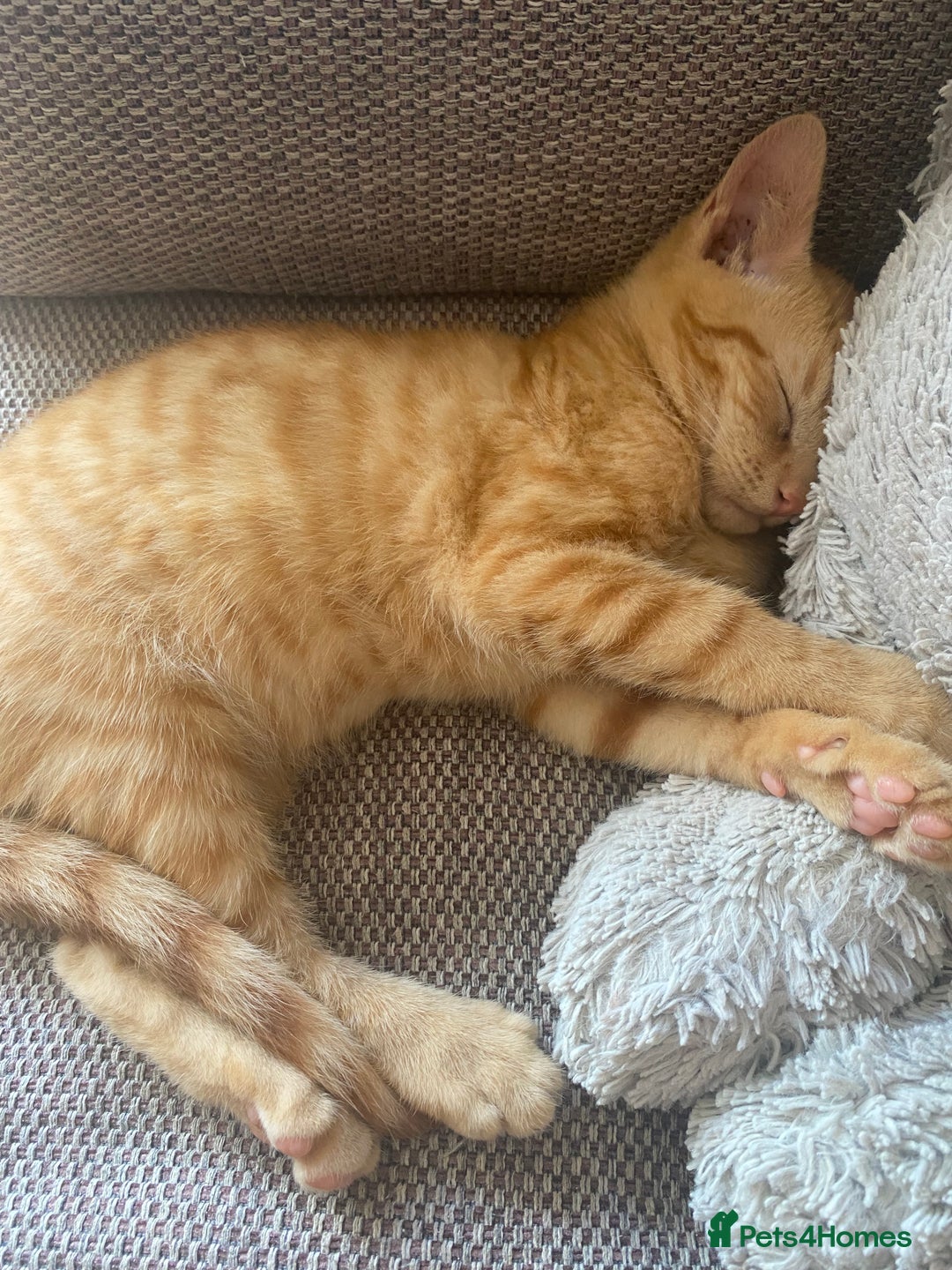 Mixed Breed cats for sale: Beautiful ginger boy kitten - Image 7