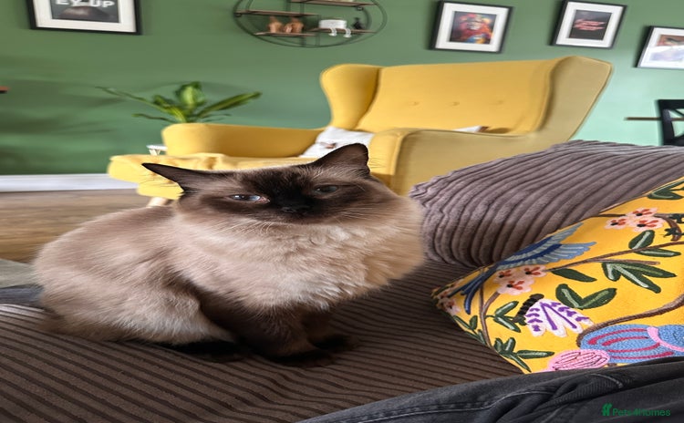 Ragdoll cats - Advert 16