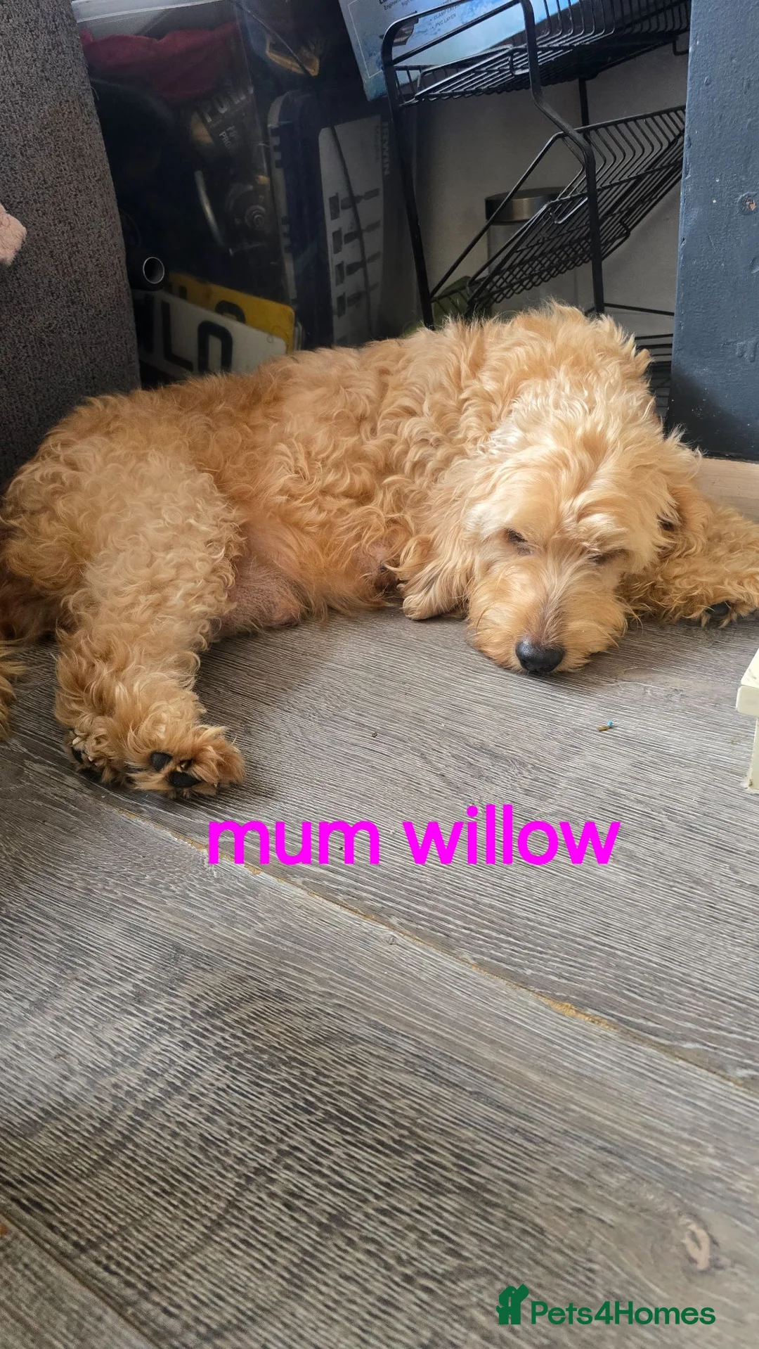 Cockapoo dogs for sale:  red 3 boys 3 girls f2 cockapoos in York - Advert 2