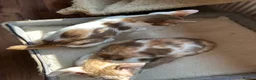Mixed Breed cats for sale: Crossed Peterbald  - Advert 17