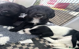 Cocker Spaniel dogs for sale: Cocker spaniel puppies  - Image 2