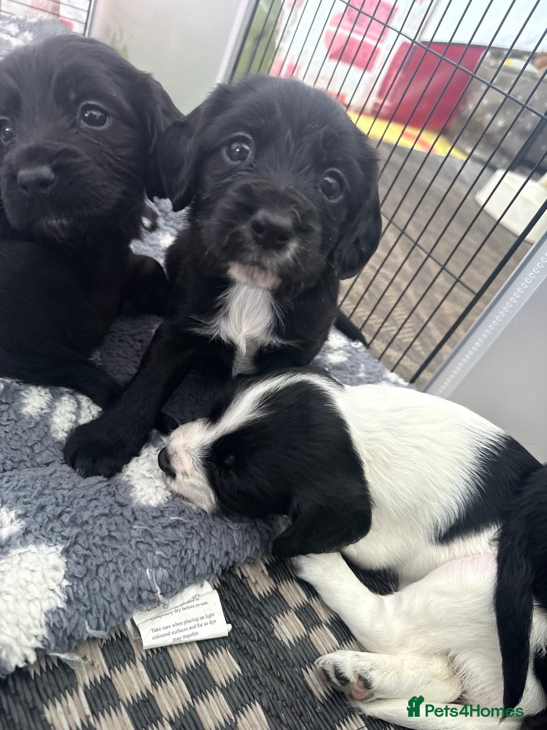 Cocker Spaniel dogs for sale: Cocker spaniel puppies  - Image 2