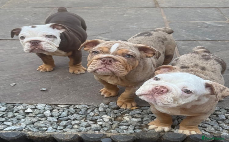 English Bulldog dogs - Advert 7