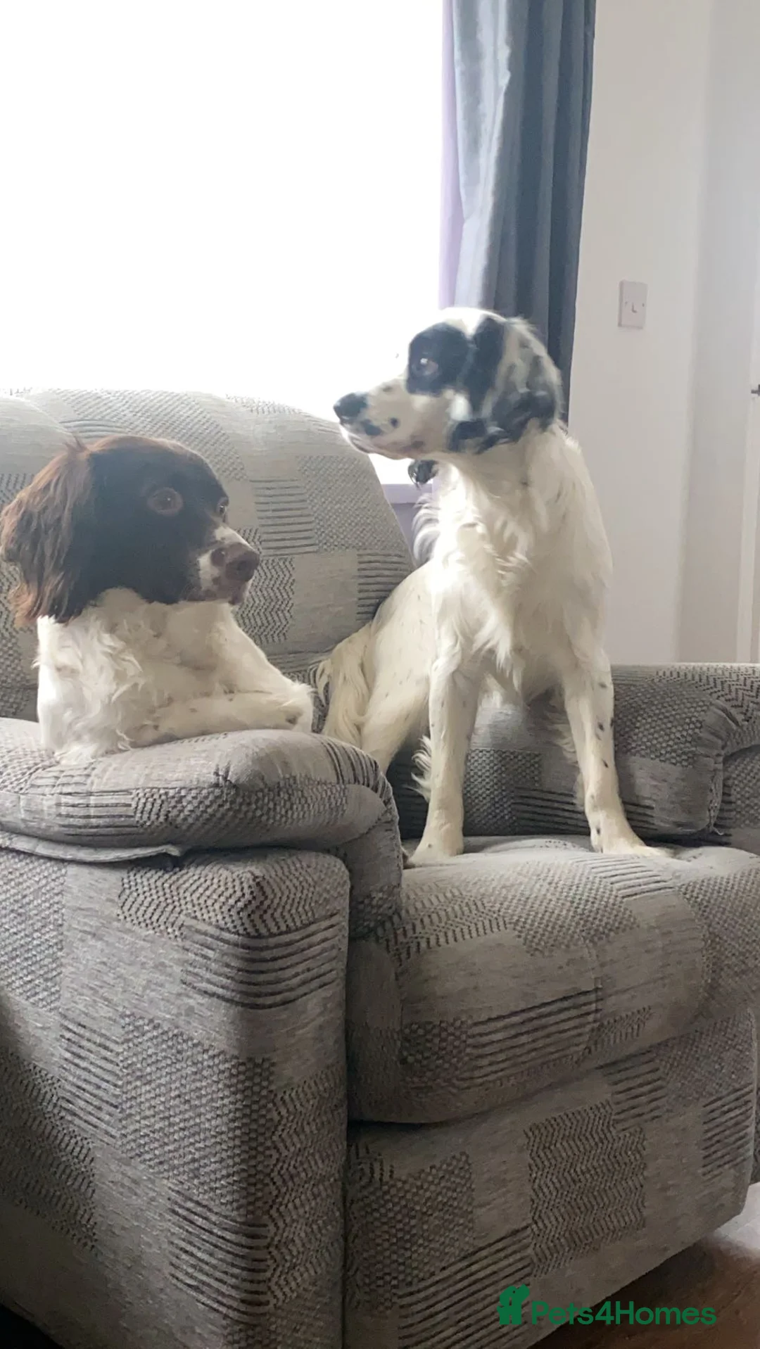 English Springer Spaniel dogs for sale: Casper the English springer spaniel - Advert 5