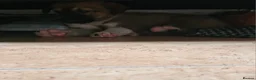 Mexican Hairless dogs for sale: Xoloitzcuintli - Advert 4