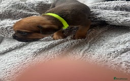 Cane Corso dogs for sale: Cane corsos puppies  - Advert 33