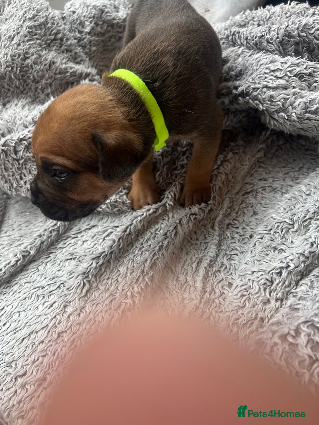 Cane Corso dogs for sale: Cane corsos puppies  - Advert 33