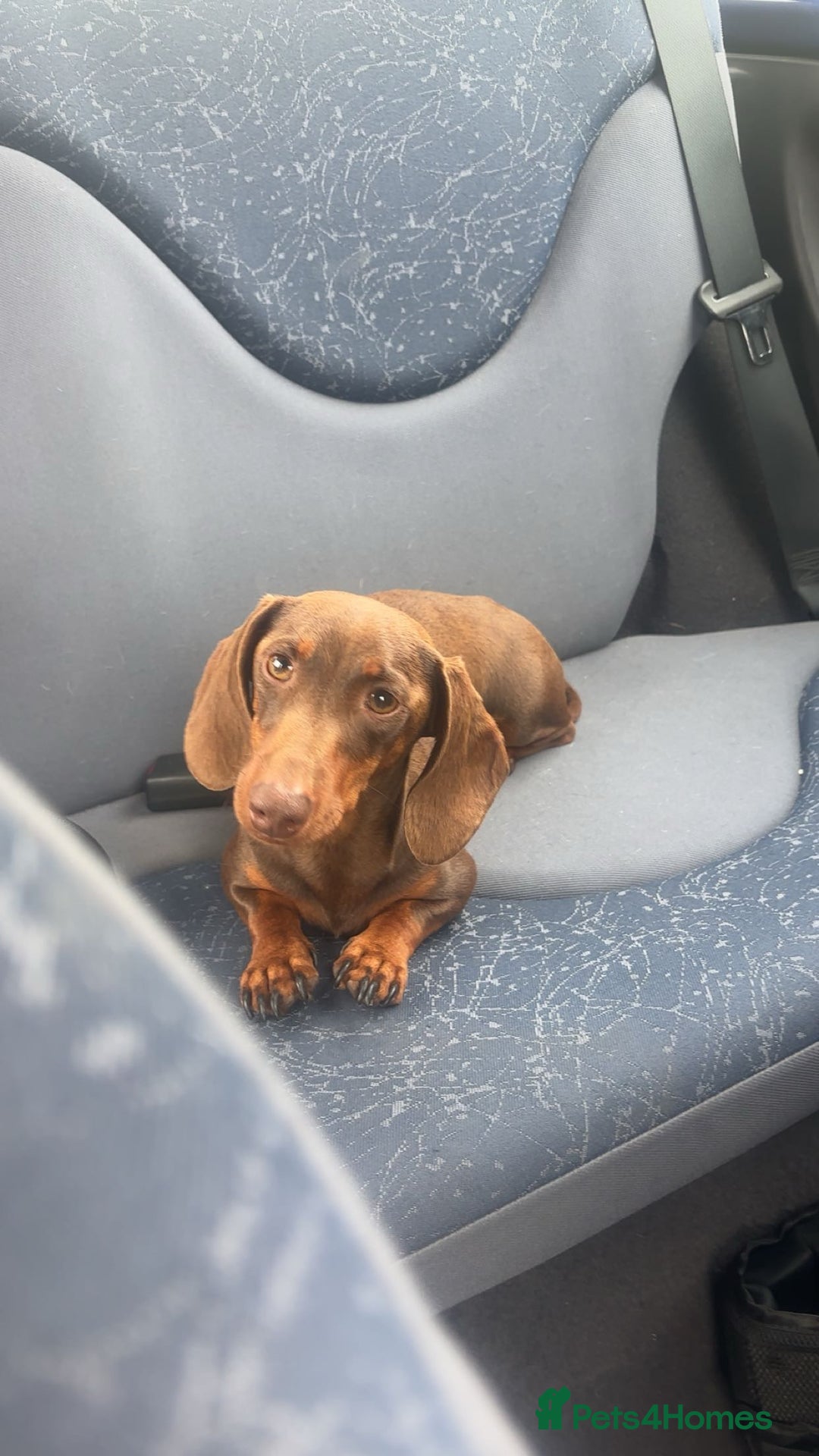 Miniature Dachshund dogs for sale: Miniature dachshund puppies - Advert 13