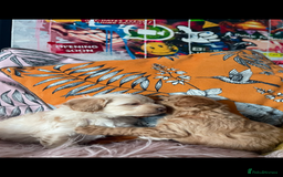 Maltipoo dogs for sale: 💗💙 **  TOY MALTIPOOS💗💙 - Image 8