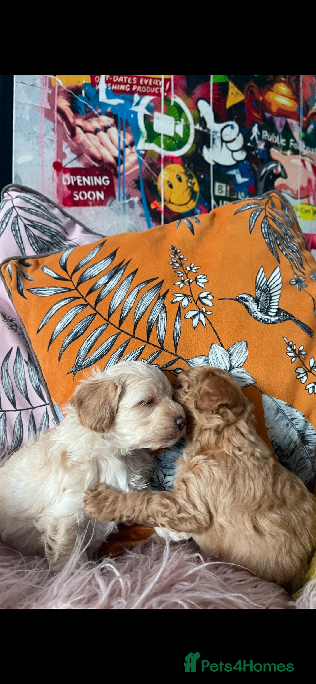 Maltipoo dogs for sale: 💗💙 **  TOY MALTIPOOS💗💙 - Image 8