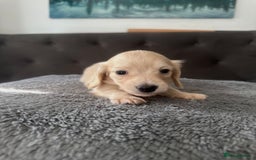 Miniature Dachshund dogs for sale: 2 male long-haired cream miniature dachshunds🩵 - Image 13