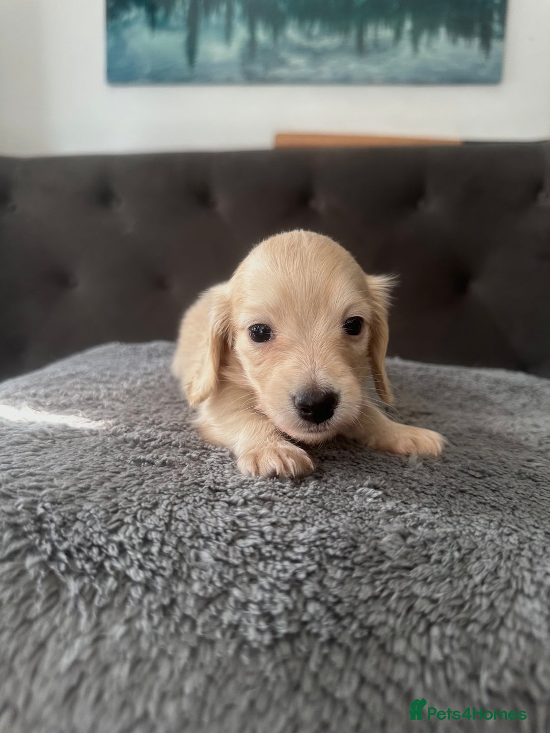 Miniature Dachshund dogs for sale: 2 male long-haired cream miniature dachshunds🩵 - Image 13