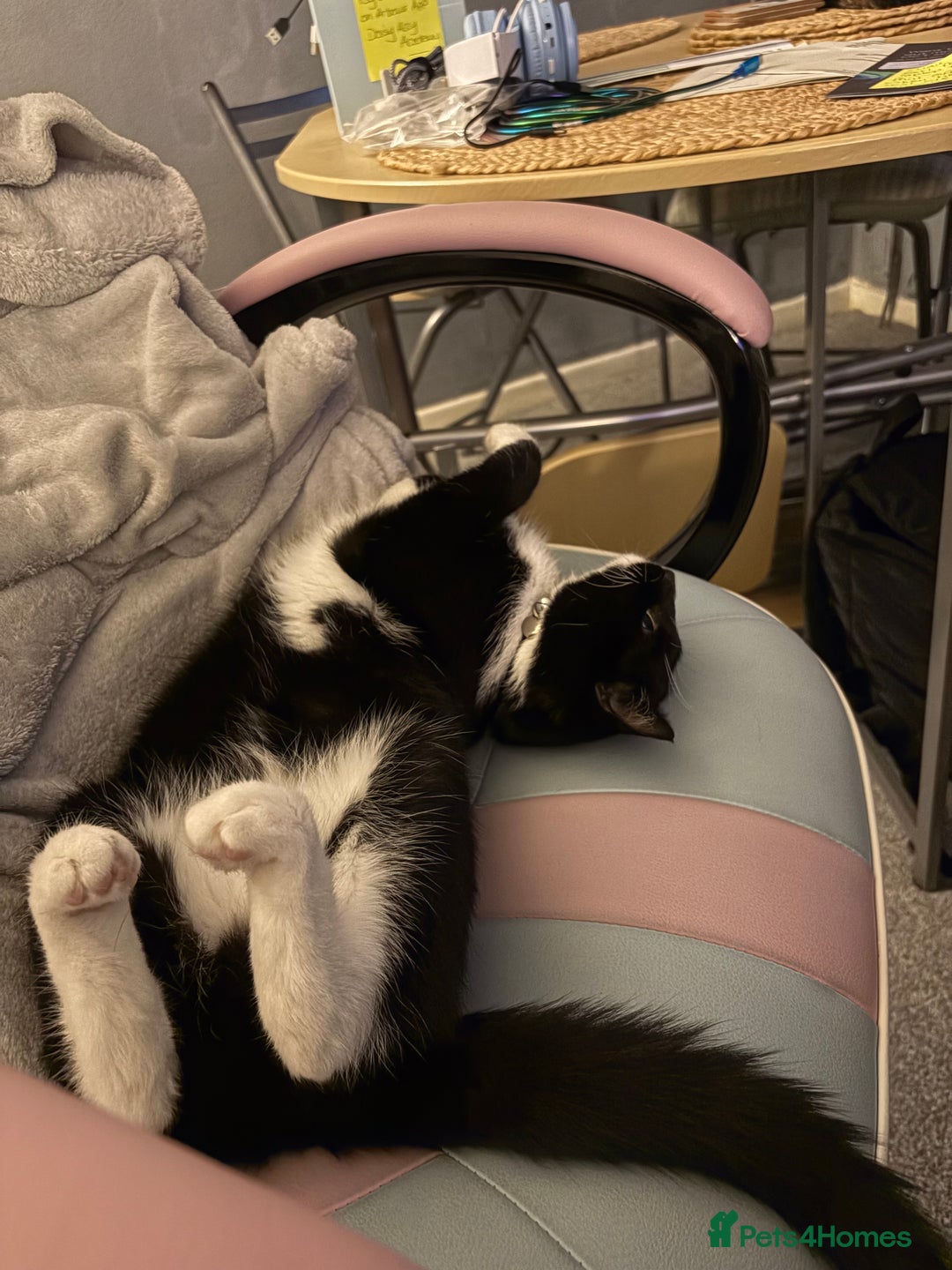 Mixed Breed cats for sale: Black and white cat  - Advert 3