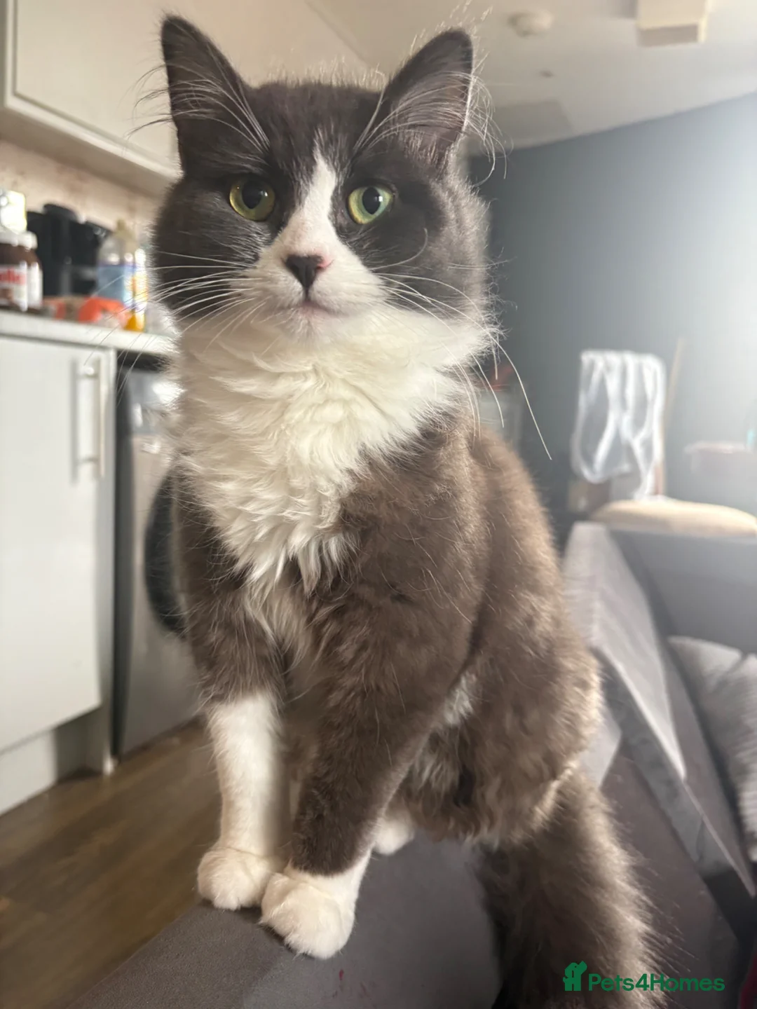 Norwegian Forest Cat cats for sale: Stormzy  - Advert 3