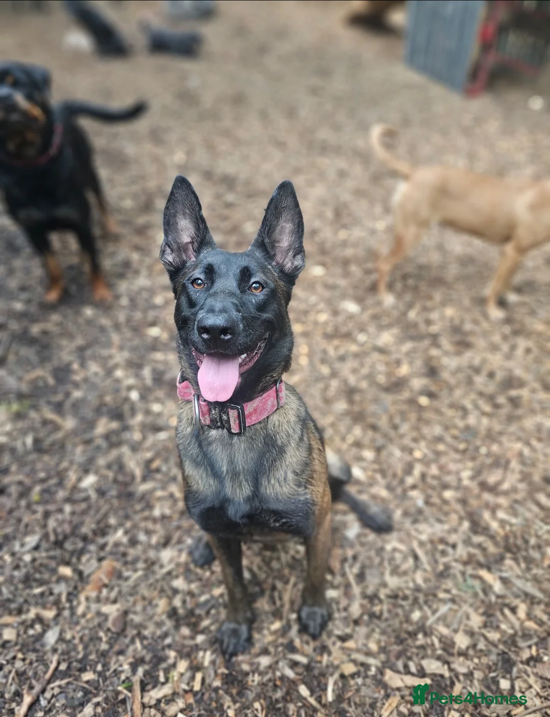 Belgian Shepherd Dog dogs for sale: Maggie 3-year-old Belgian Malinois. - Advert 1