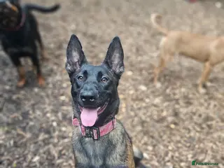 Belgian Shepherd Dog dogs Maggie 3-year-old Belgian Malinois. - Advert 11