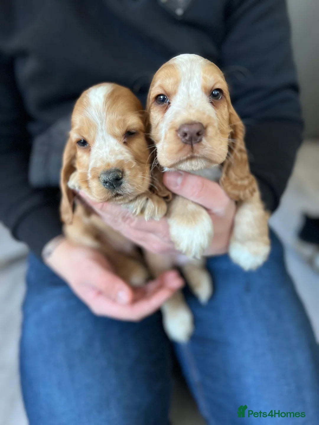 Cocker Spaniel dogs for sale: Show type Cocker spaniel puppies  - Advert 3
