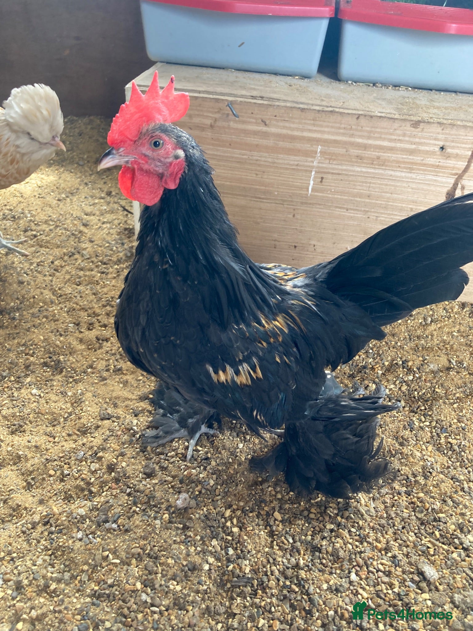 Chickens poultry Lovely male booted bantam  - Advert 1