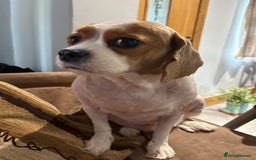 Cavalier King Charles Spaniel dogs for sale: Change of Circumstances Forces Sale - Advert 3