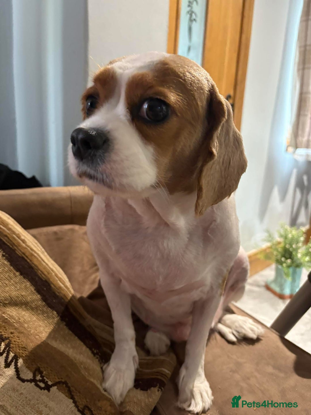 Cavalier King Charles Spaniel dogs for sale: Change of Circumstances Forces Sale - Advert 3