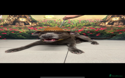 Mixed Breed dogs for sale: Beautiful Blue lab cross  - Image 2