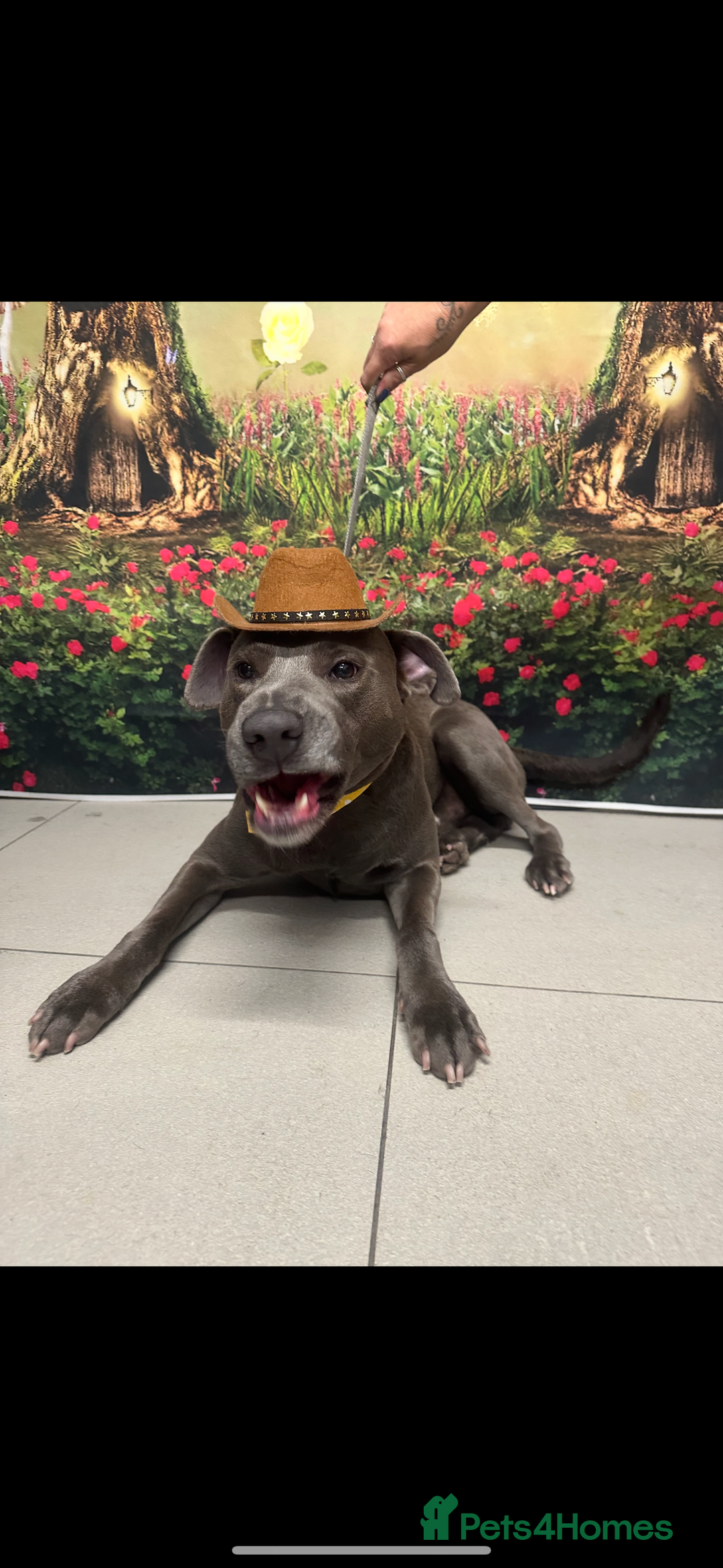 Mixed Breed dogs for sale: Beautiful Blue lab cross  - Image 2