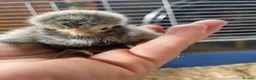 Chickens poultry for sale: Fertile polish / Poland chicken eggs - Advert 3
