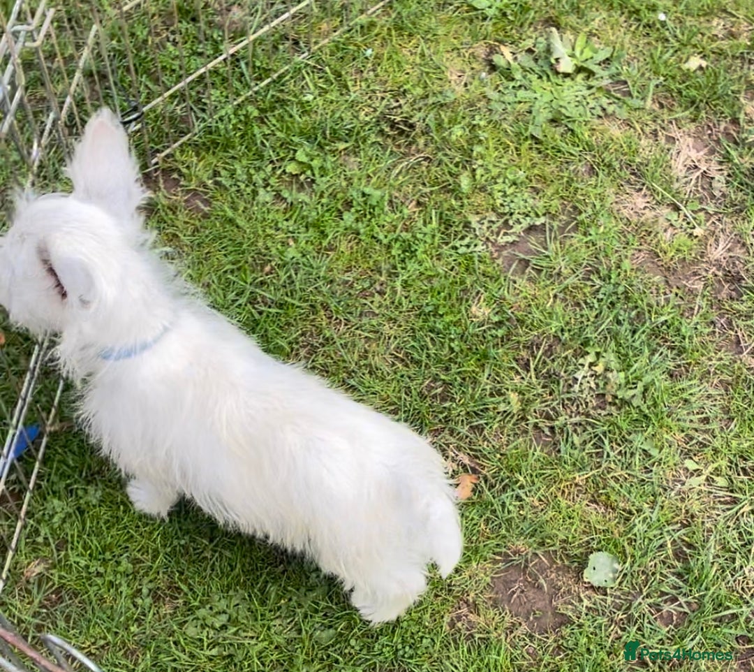 West Highland Terrier dogs for sale: Beautiful west highland terriers puppys - Image 37