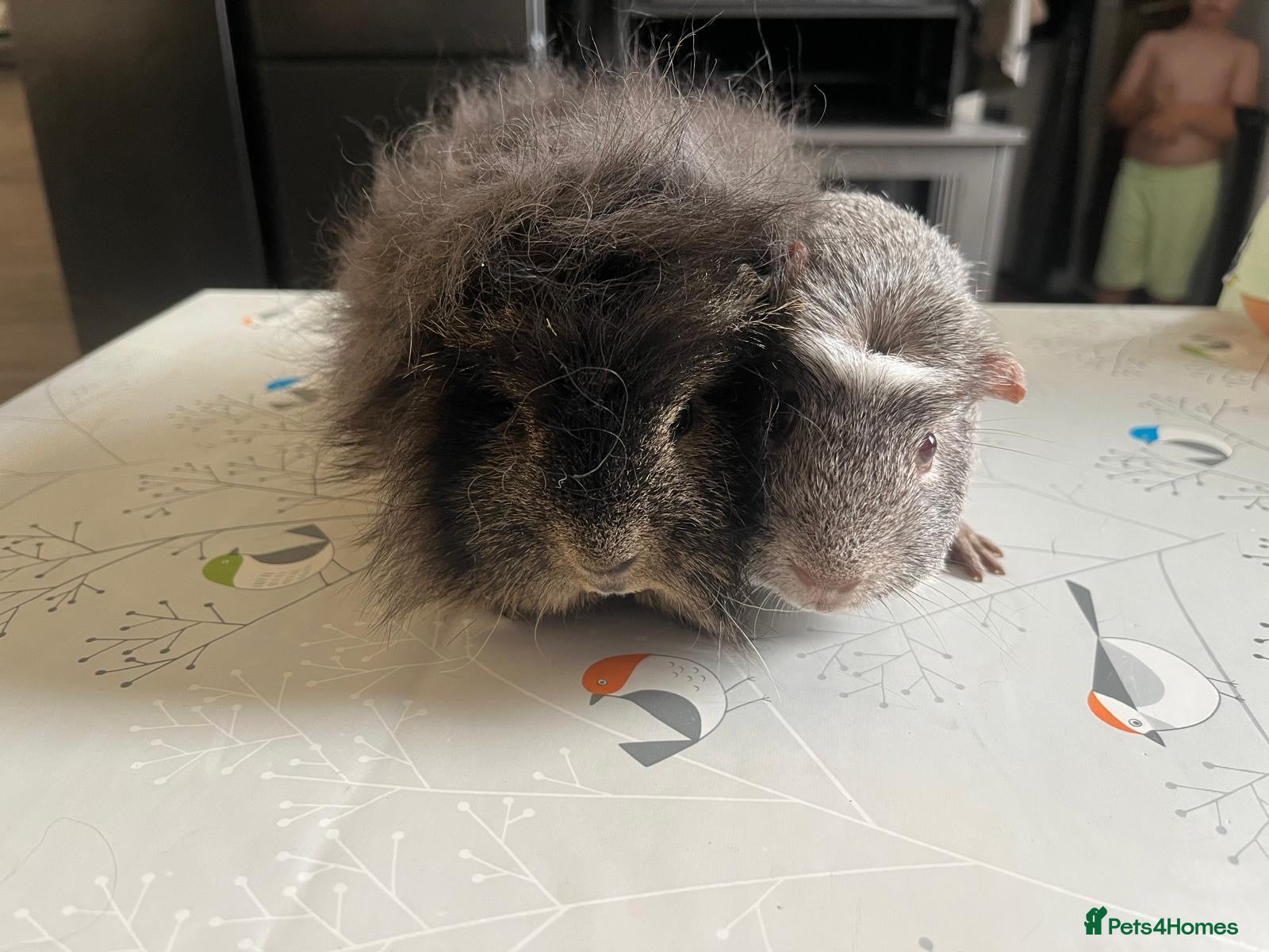 Guinea Pig rodents Guniea pigs  - Advert 1
