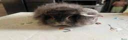 Guinea Pig rodents for sale: Guniea pigs  - Advert 1