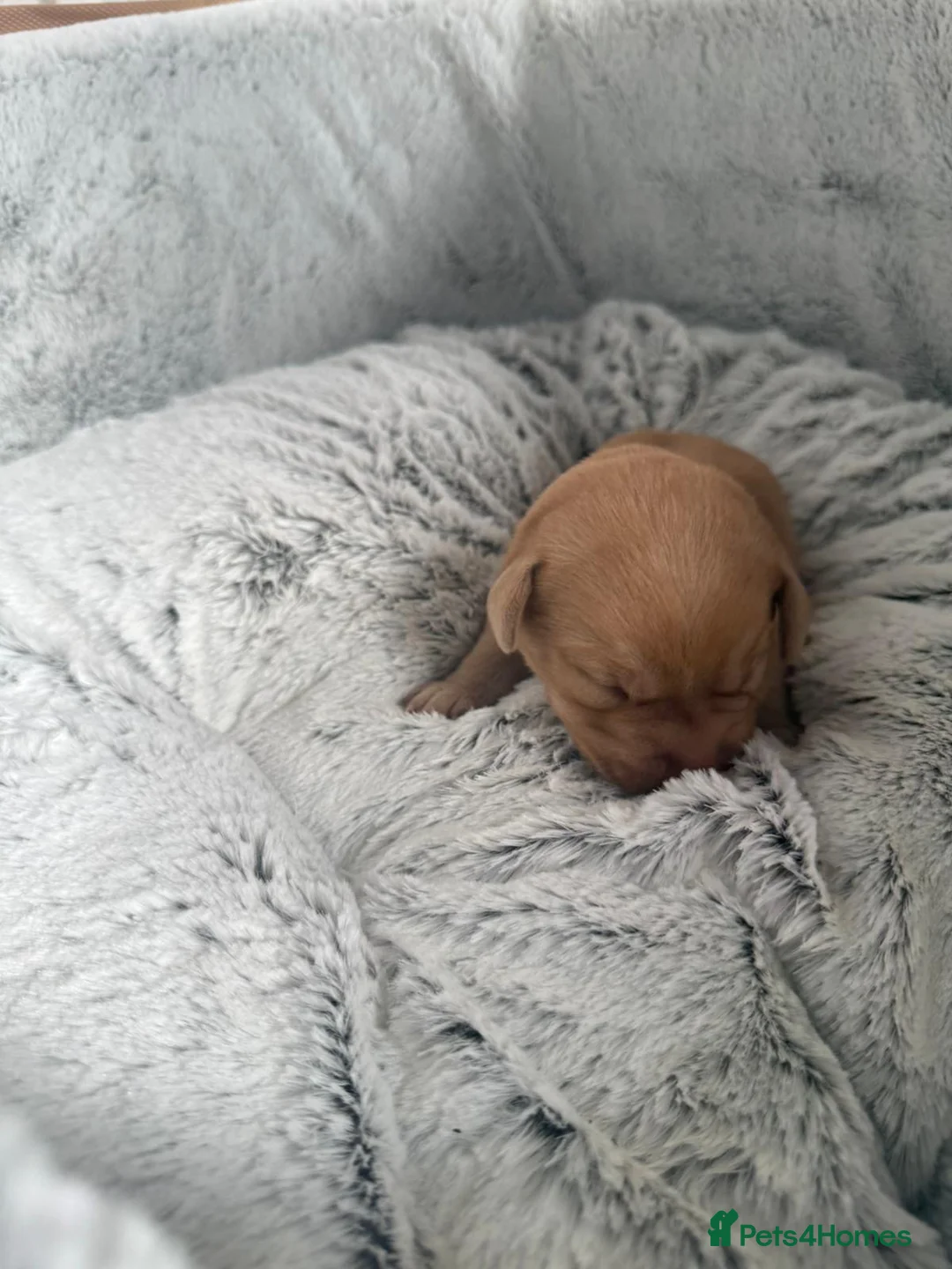 Labrador Retriever dogs for stud: Stunning Fox Red Labrador (Stud) PEDIGREE PROVEN - Advert 12