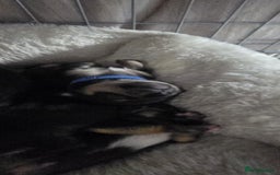 Chihuahua dogs for sale: Chihuahua Puppies - Image 8