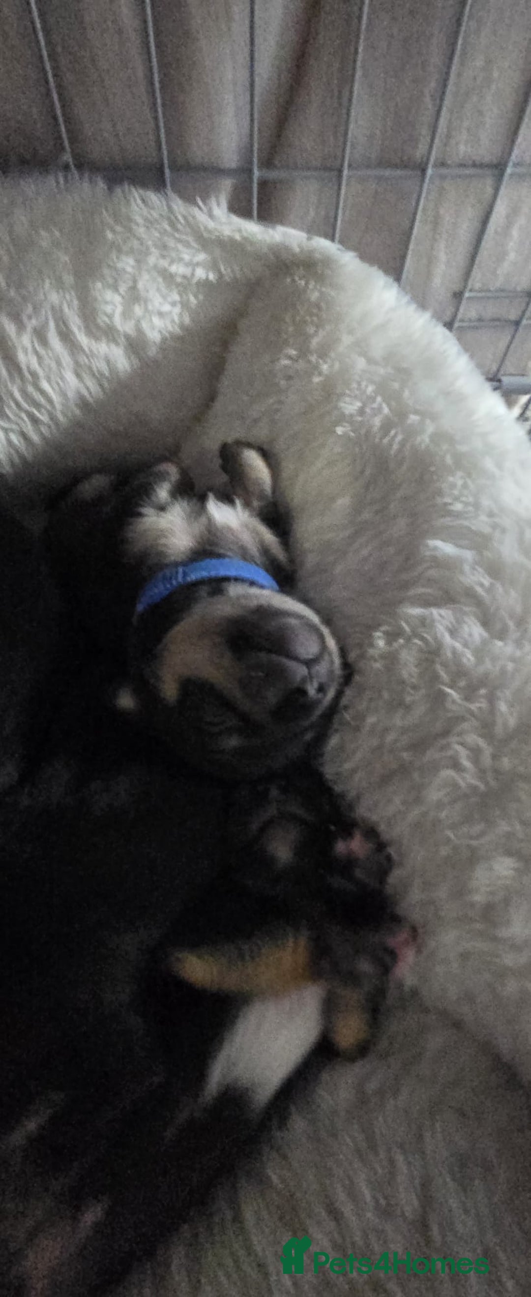 Chihuahua dogs for sale: Chihuahua Puppies - Image 8