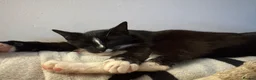 Mixed Breed cats for sale: Two cats looking for a home  - Advert 2