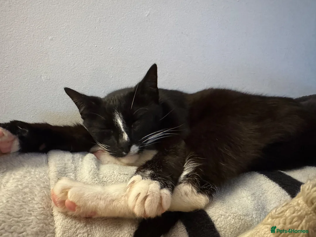 Mixed Breed cats for sale: Two cats looking for a home  - Advert 2
