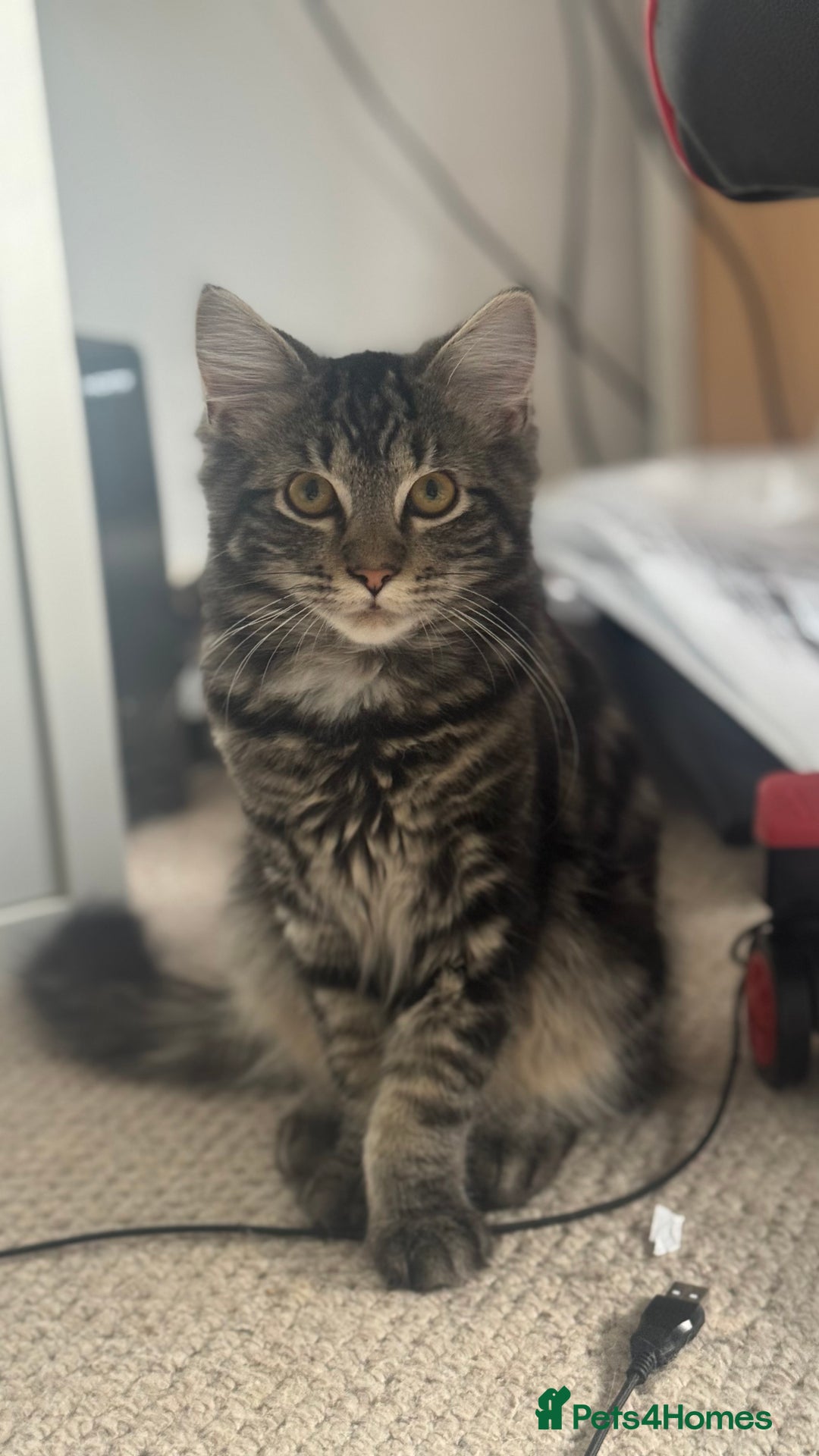 Mixed Breed cats for sale: Kittens for sale - Image 8