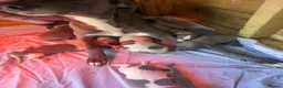 Whippet dogs for sale: Whippet puppies  - Advert 7
