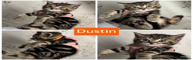 Dustin