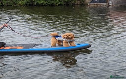 Poochon dogs for stud: Gorgeous Roo for stud. Proven.  - Image 4