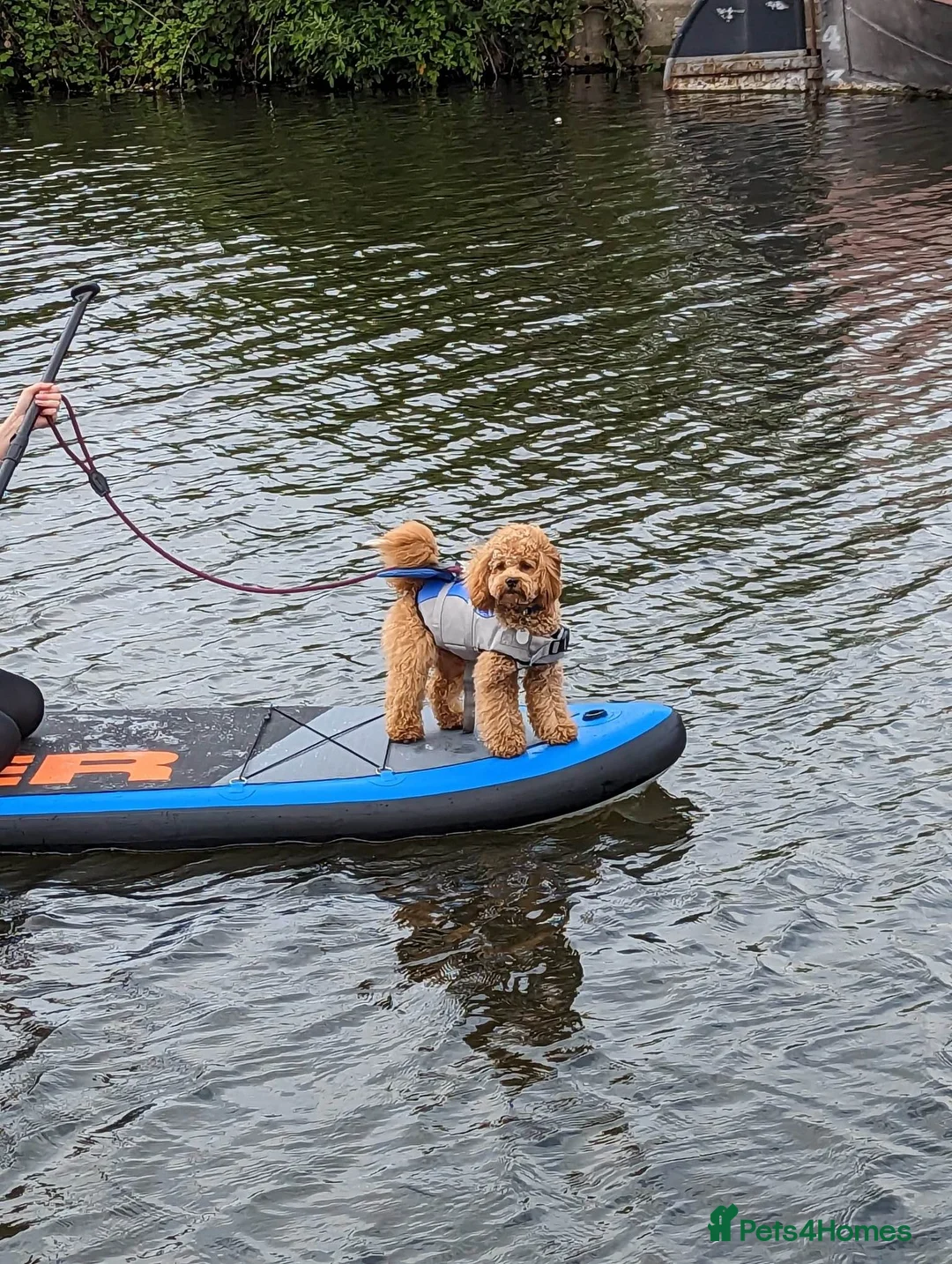 Poochon dogs for stud: Gorgeous Roo for stud. Proven.  - Advert 4