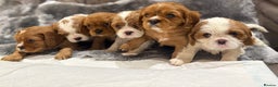 Cavalier King Charles Spaniel dogs for sale: Cavalier King Charles Spaniel  - Advert 7