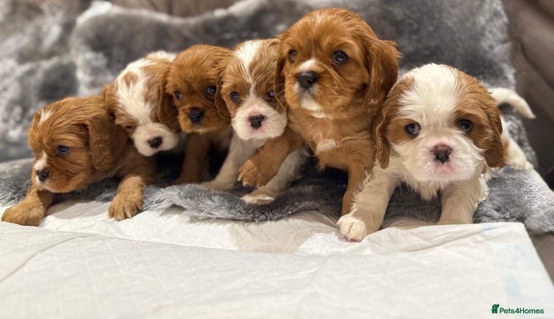 Cavalier King Charles Spaniel dogs for sale: Cavalier King Charles Spaniel  - Advert 7