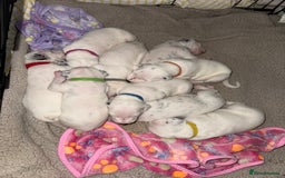 Dalmatian dogs for sale: PEDIGREE Dalmatian Puppies ready by 19th December  - Image 2