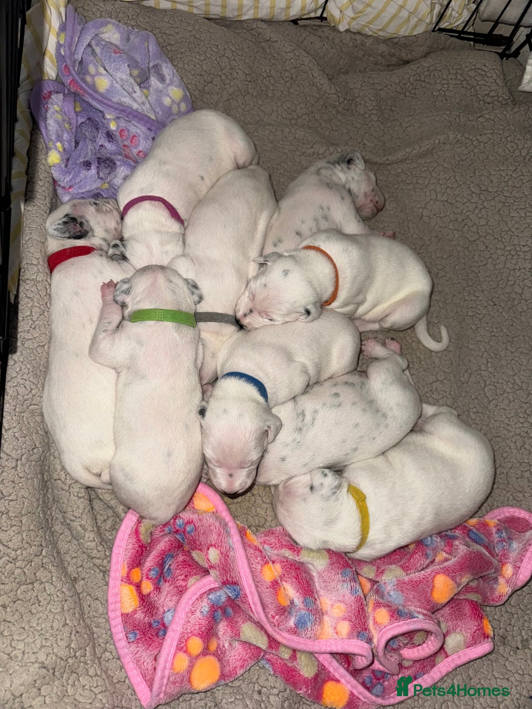 Dalmatian dogs for sale: PEDIGREE Dalmatian Puppies ready by 19th December  - Image 2